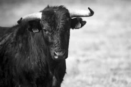 03-Camargue , Taureau_MG_8328