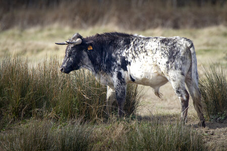 03-Camargue , Taureau_MG_8329