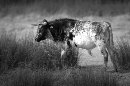 03-Camargue , Taureau_MG_8329-3