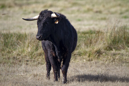 03-Camargue , Taureau_MG_8342