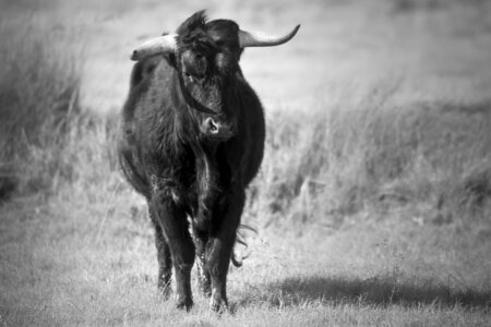 03-Camargue , Taureau_MG_8345-2