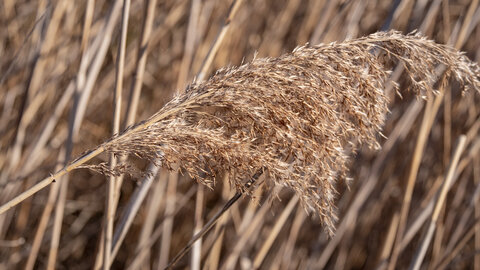 03-Camargue , _1094690