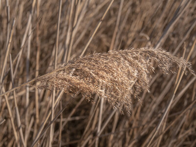 03-Camargue , _1094691