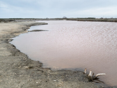 03-Camargue , _1094696