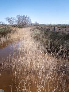 03-Camargue , _1094734