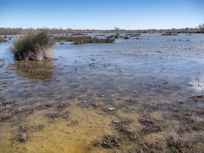 03-Camargue , _1094752