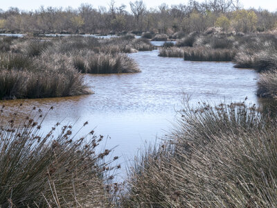 03-Camargue , _1094757