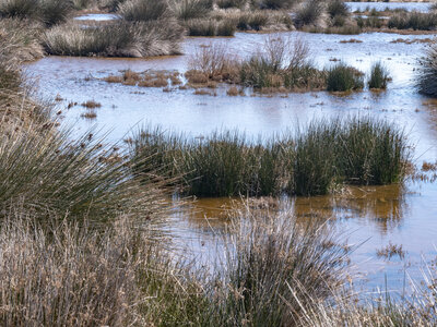 03-Camargue , _1094758