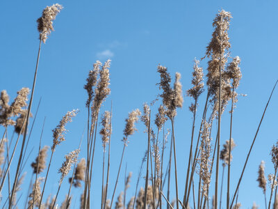 03-Camargue , _1094759