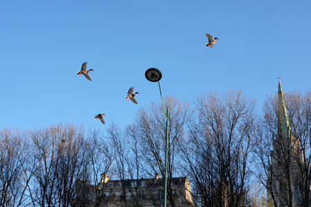 jeanPhilippePoulain, canards