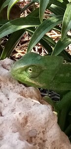 Les caméleons de Calabardina (Aguilas-Murcie-Espagne), Un caméléon dans le jardin