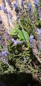Les caméleons de Calabardina (Aguilas-Murcie-Espagne), cameleon avril 2023 -1