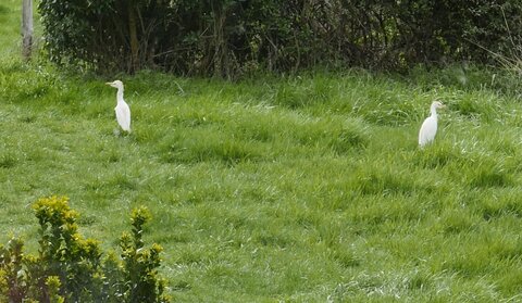 Mais qui sont ces oiseaux?, oiseaux1