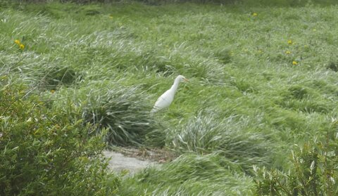 Mais qui sont ces oiseaux?, oiseaux2