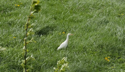 Mais qui sont ces oiseaux?, oiseaux3