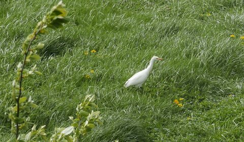 Mais qui sont ces oiseaux?, oiseaux5
