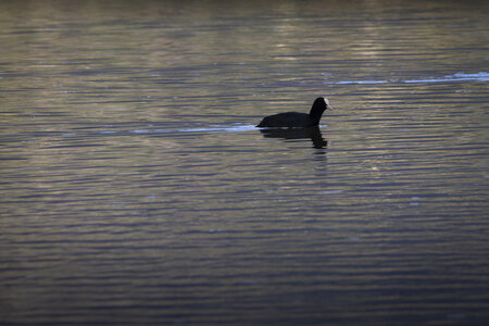 01-04-24_lac de Pellautier, _MG_9441