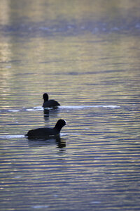 01-04-24_lac de Pellautier, _MG_9442