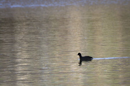 01-04-24_lac de Pellautier, _MG_9443