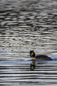 01-04-24_lac de Pellautier, _MG_9461