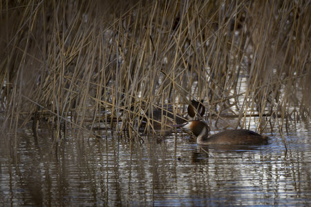 01-04-24_lac de Pellautier, _MG_9465