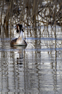 01-04-24_lac de Pellautier, _MG_9472