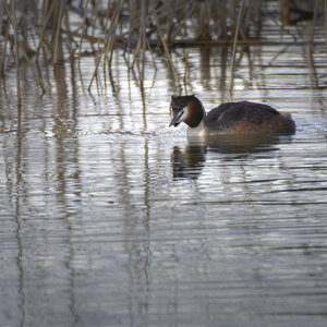 01-04-24_lac de Pellautier, _MG_9475