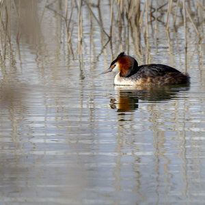 01-04-24_lac de Pellautier, _MG_9482