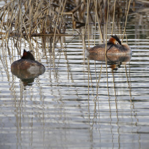 01-04-24_lac de Pellautier, _MG_9485