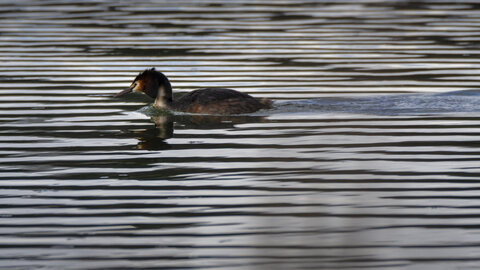 01-04-24_lac de Pellautier, _MG_9500