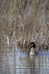 01-04-24_lac de Pellautier, _MG_9503