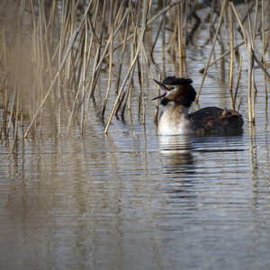 01-04-24_lac de Pellautier, _MG_9514