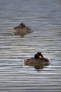 01-04-24_lac de Pellautier, _MG_9519