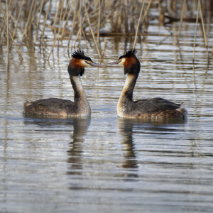 01-04-24_lac de Pellautier, _MG_9525