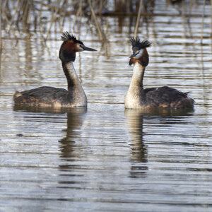 01-04-24_lac de Pellautier, _MG_9526