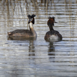 01-04-24_lac de Pellautier, _MG_9527