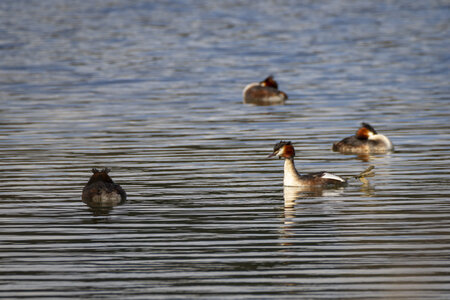 01-04-24_lac de Pellautier, _MG_9529