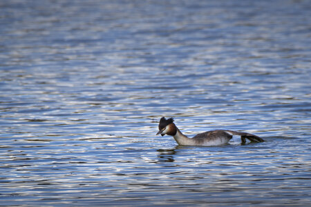 01-04-24_lac de Pellautier, _MG_9533