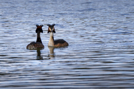 01-04-24_lac de Pellautier, _MG_9538