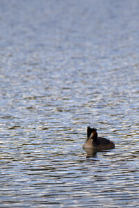 01-04-24_lac de Pellautier, _MG_9545