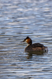 01-04-24_lac de Pellautier, _MG_9548