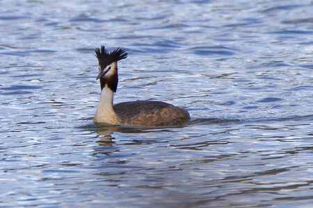 01-04-24_lac de Pellautier, _MG_9551