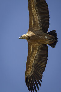 06-04-24_Rémuzat, _MG_9608