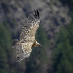 06-04-24_Rémuzat, _MG_9692