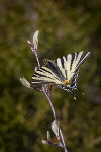 06-04-24_Rémuzat, _MG_9730