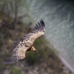 06-04-24_Rémuzat, _MG_9740