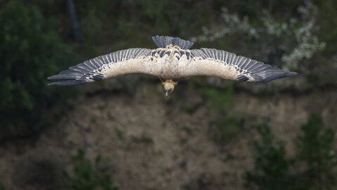 06-04-24_Rémuzat, _MG_9786