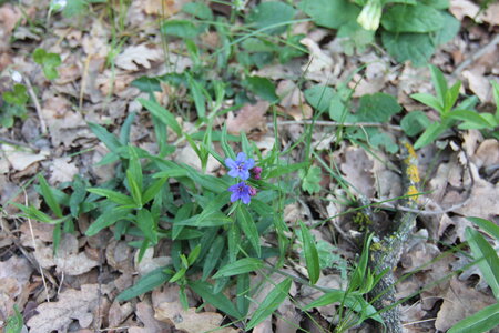 2024-04-14 ROCHE AMERE 2024, IMG_6982