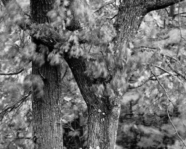blogpix2, Wind in the Oak Tree  by Peter E. Lee is licensed under CC BY-NC 2.0