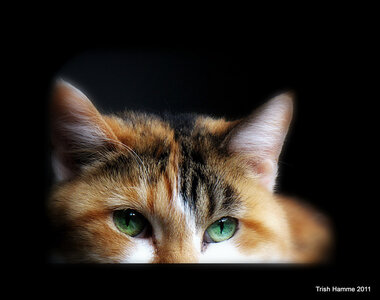 Blogz, For My Jackie, Happy Caturday  (Trish Hamme trishhamme) CC BY 2.0 Deed - Attribution 2.0 Generic  https://flic.kr/p/9v9Jrv  